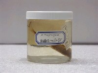 藏品(澳洲黑鯛)的圖片